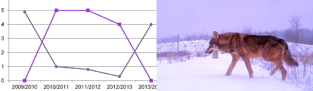 Camera Traps on Wildlife Crossing Structures