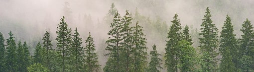 Poslovi inventarizacije šuma